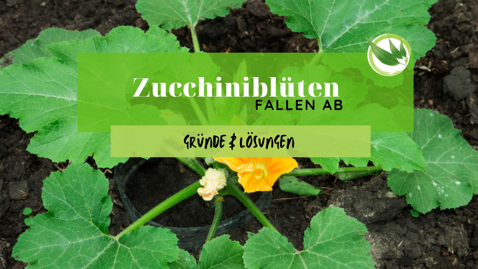 Zucchiniblüten fallen ab – Gründe & Lösungen