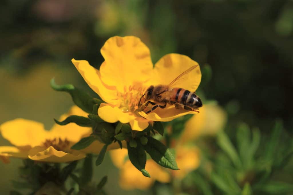 Eine Wildbiene auf einer Blüte
