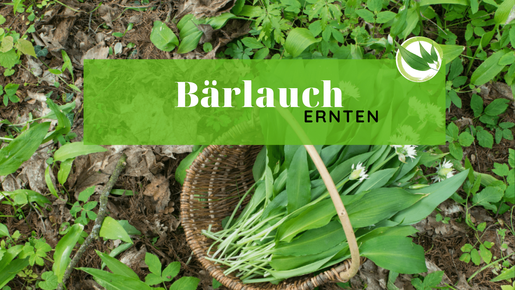 Bärlauch ernten – Wann ernten? Wie aufbewahren?
