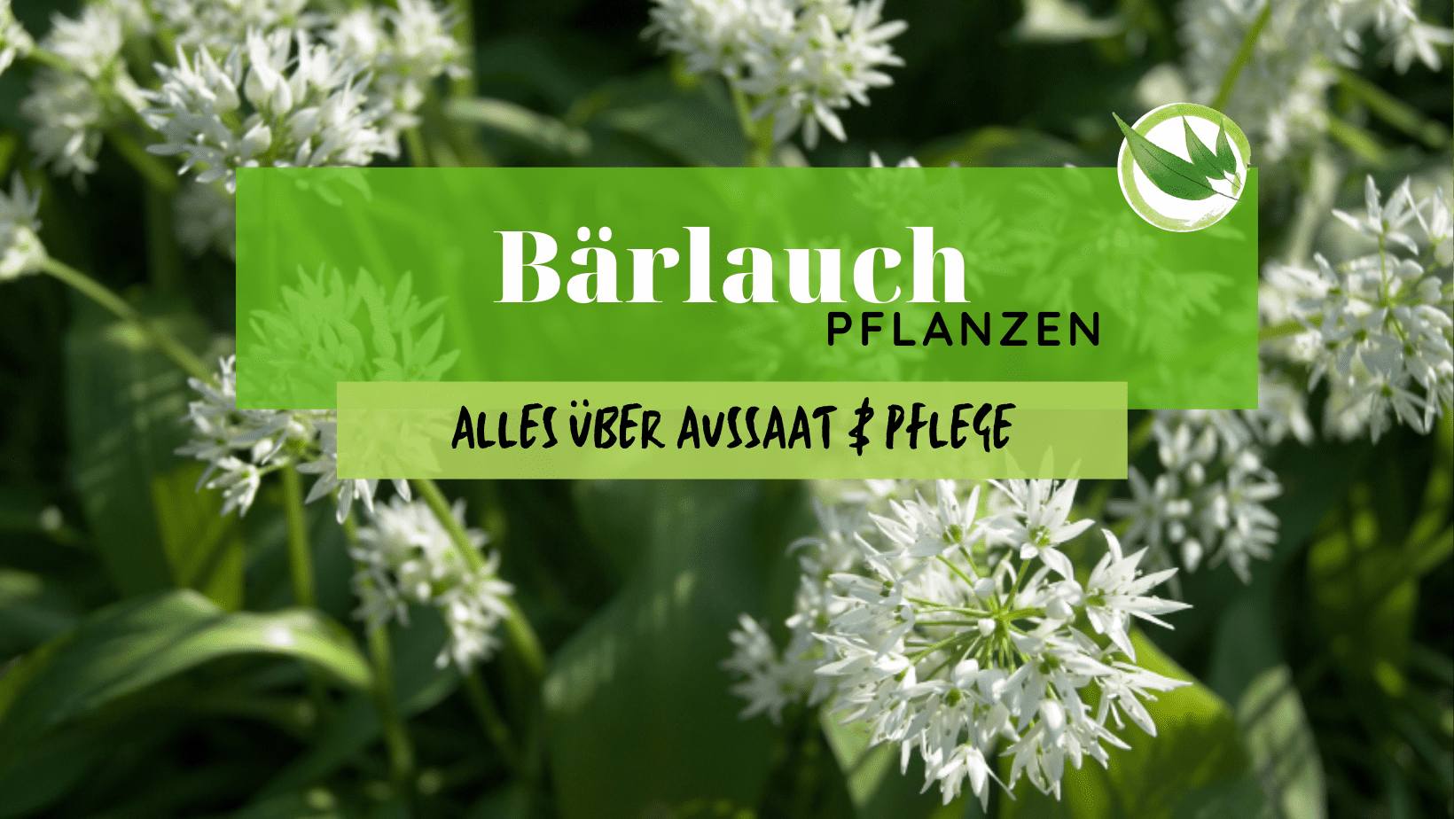 Bärlauch pflanzen – Alles über Aussaat & Pflege