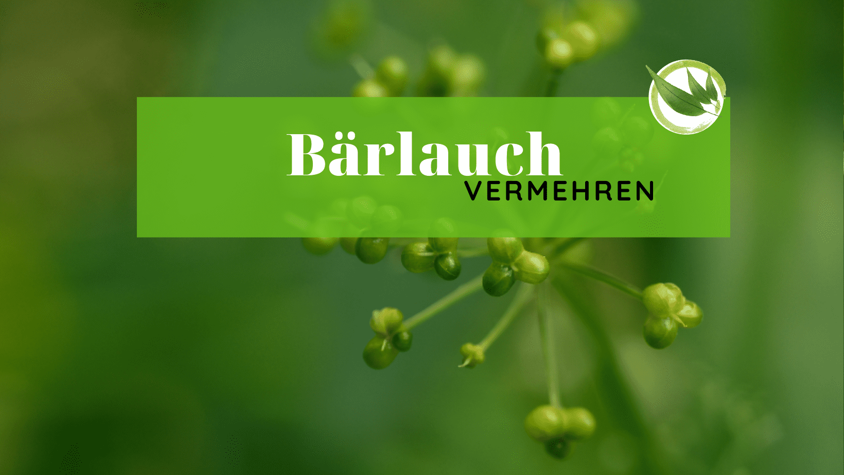 Bärlauch vermehren – So klappt es immer