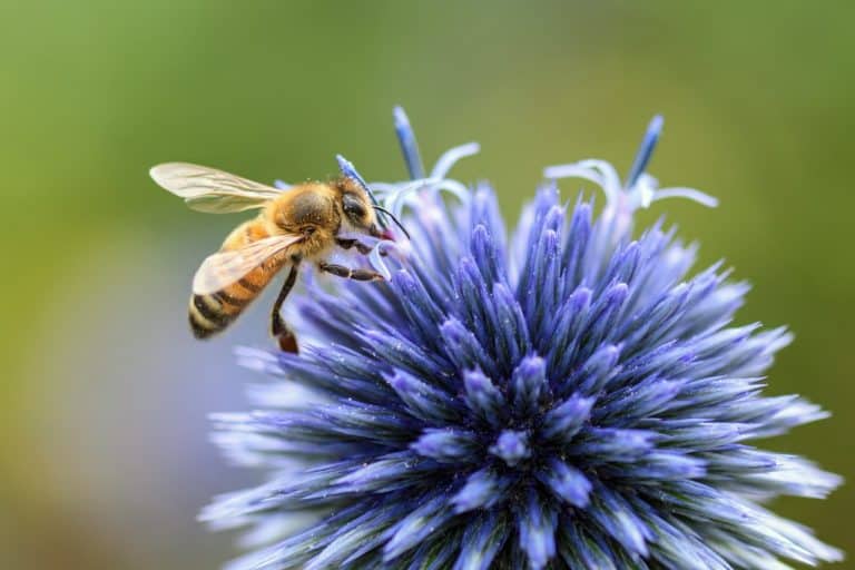 Biene auf Distel