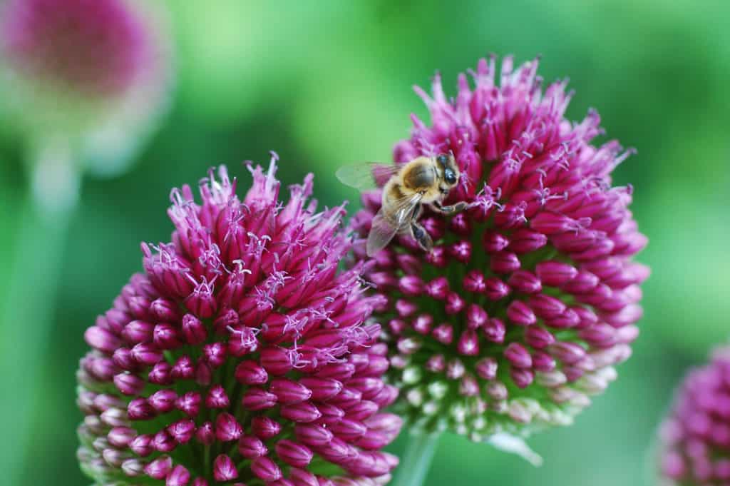 Biene sammelt Nektar an einer Zierlauch-Blütenkugel