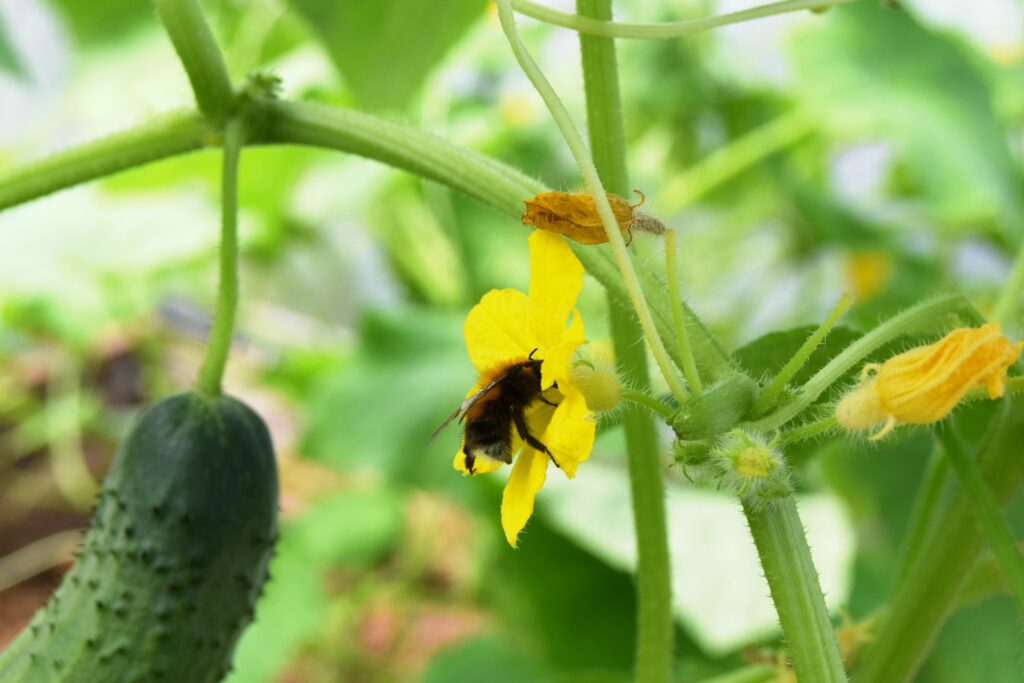Biene in einer Gurkenblüte