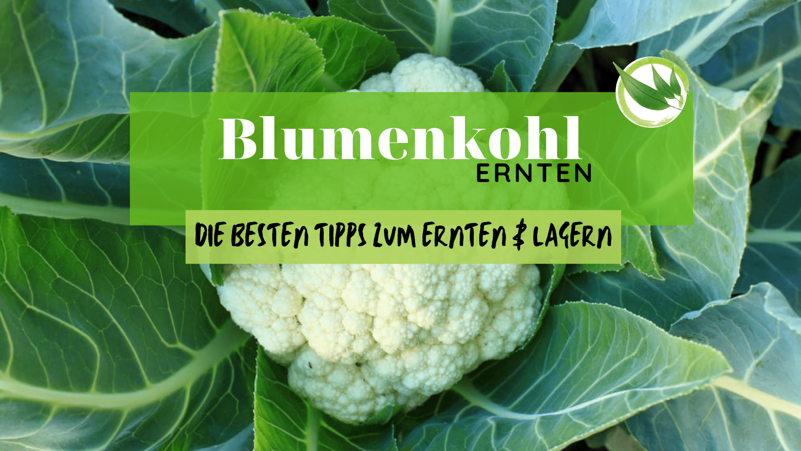 Blumenkohl ernten – die besten Tipps zum Ernten & Lagern