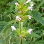 Zeigerpflanze bunter Hohlzahl Blüte