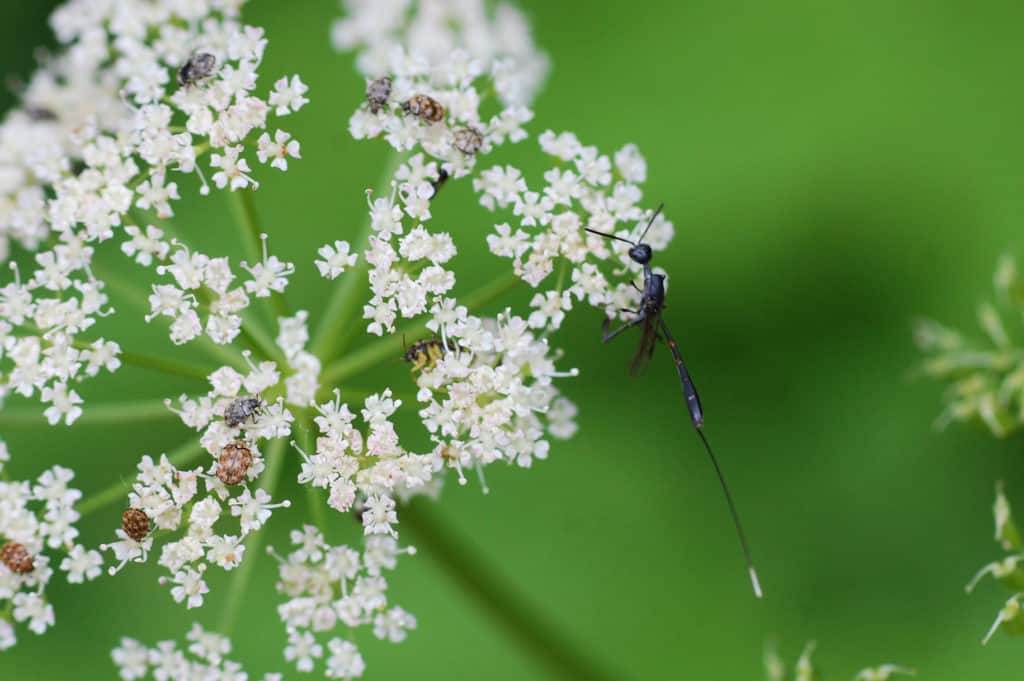 Neben Bienen, Schwebfliegen und Käfern finden sich auch immer wieder Schlupfwespen ein.