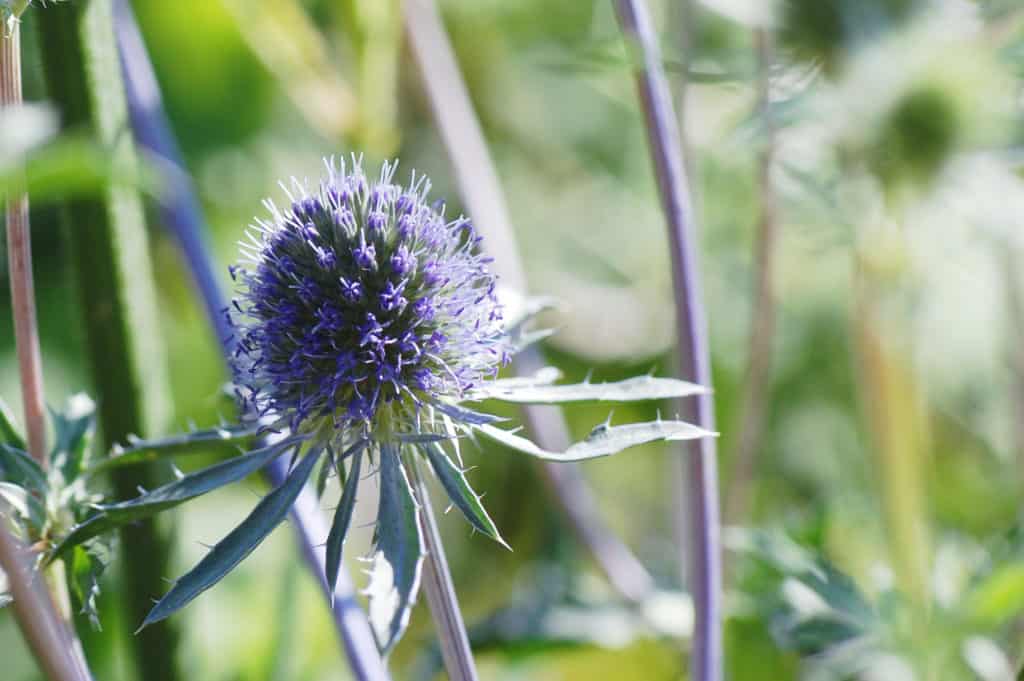 Stahlblaue Blütenkugel des Mannstreu mit stacheligem Hüllblattkranz