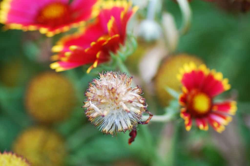 Das feine Aroma von Dill finden Schlupfwespen ebenso ansprechend wie wir Menschen.