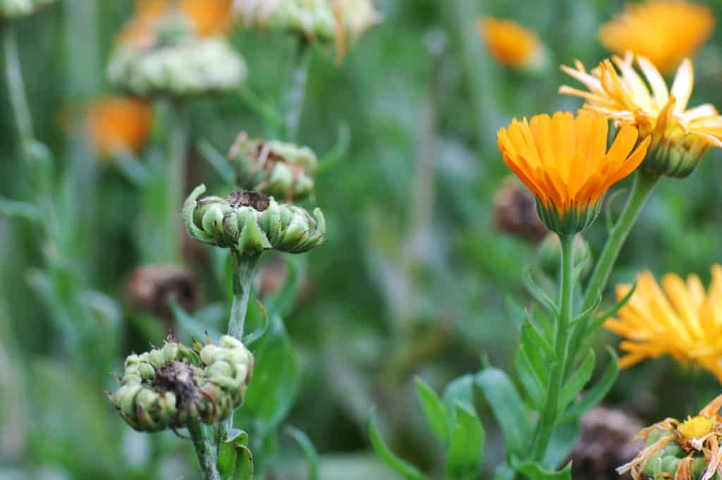 …werden von den gefiederten Gartenbewohnern nicht verschmäht.