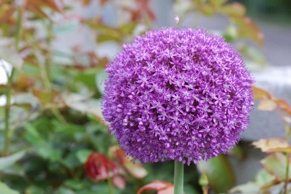 Große violette Zierlauch-Blütenkugel vor rötlichem Rosenlaub