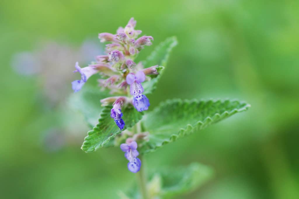 Blauviolette Blütenähre der Katzenminze mit gezähnten Blättern