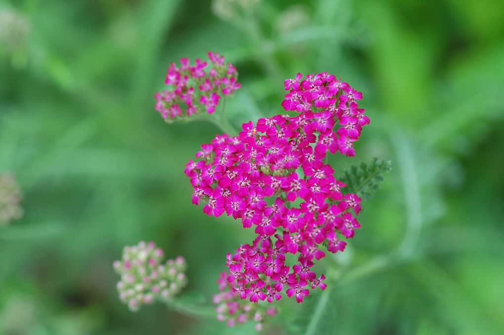 Pink blühende Schafgarbe mit flachen Blütendolden