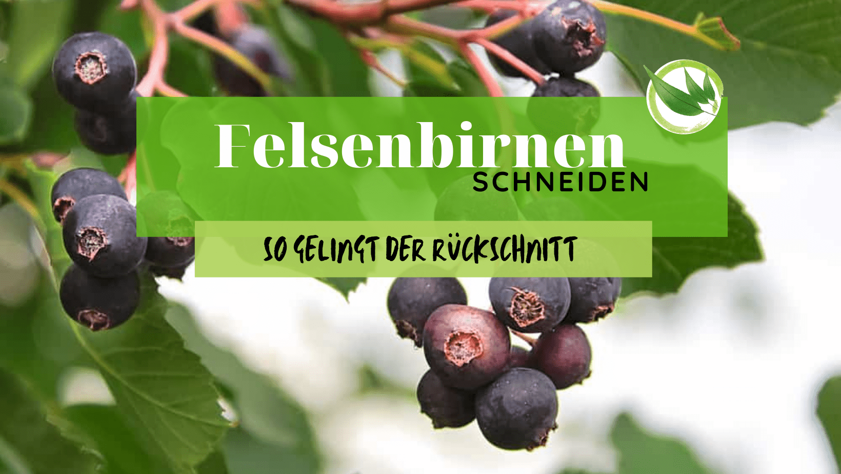 Felsenbirne schneiden – so gelingt der Rückschnitt