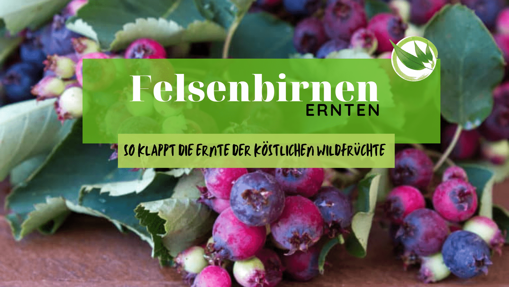 Felsenbirnen ernten – so klappt die Ernte der köstlichen Wildfrüchte