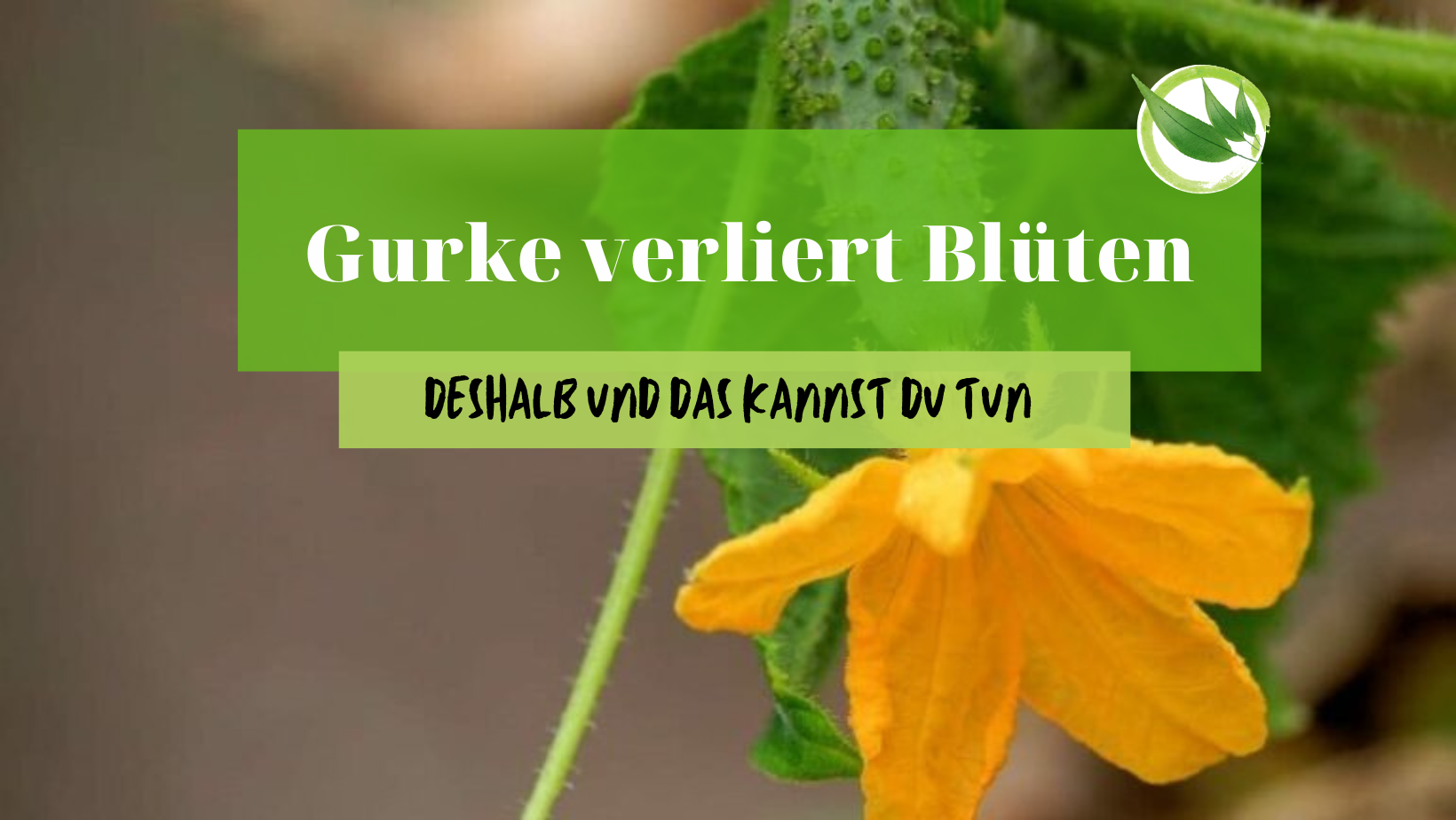 Gurke verliert Blüten – Deshalb und das kannst Du tun