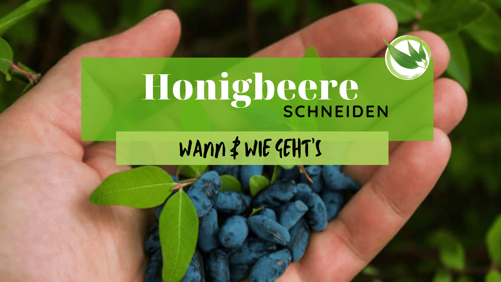 Honigbeere schneiden – Wann & wie geht’s?