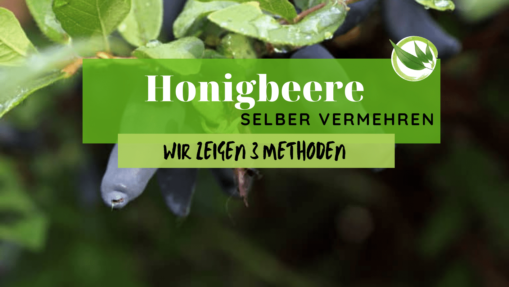Honigbeere selber vermehren – Wir zeigen 3 Methoden