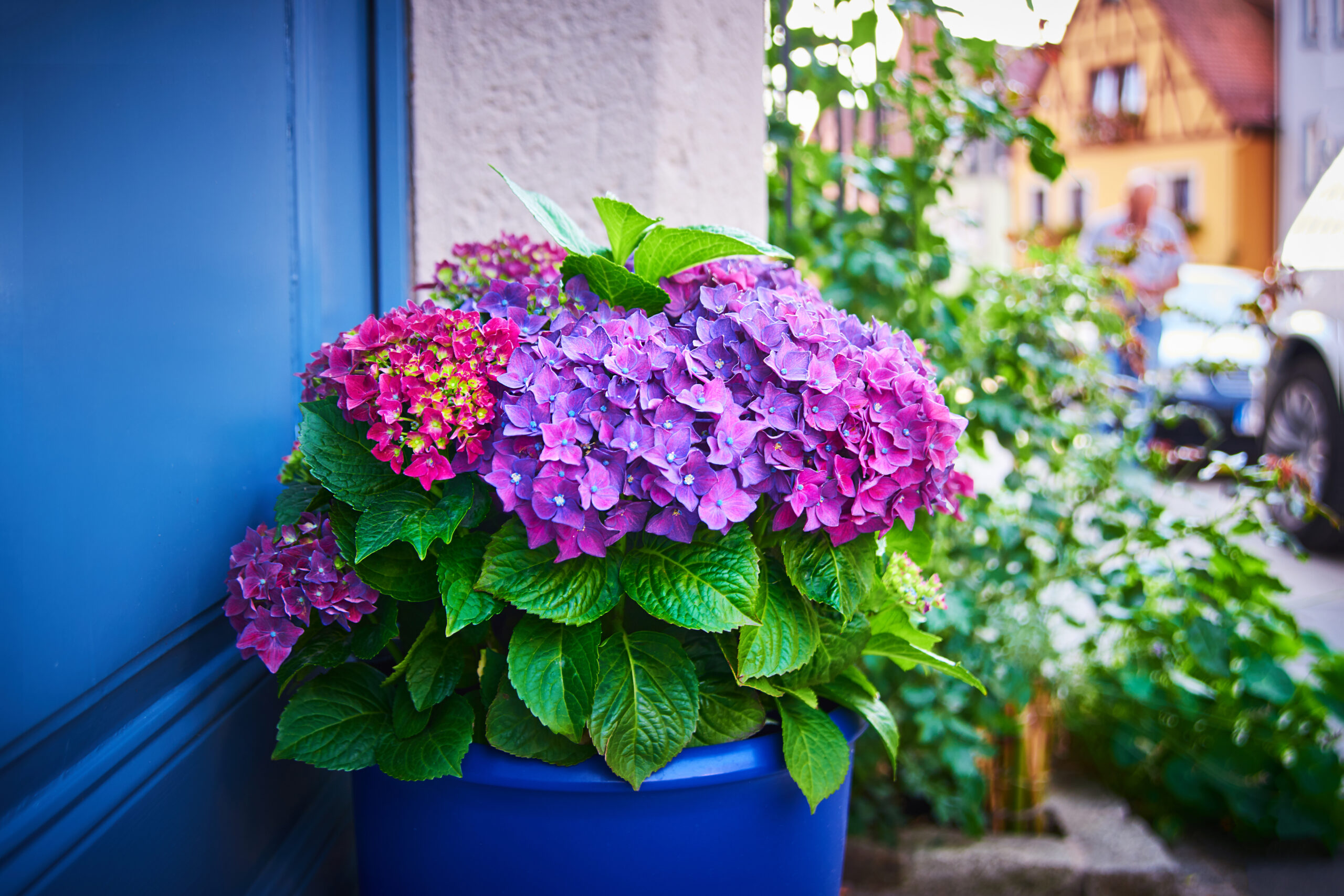Hortensie in blauem Topf