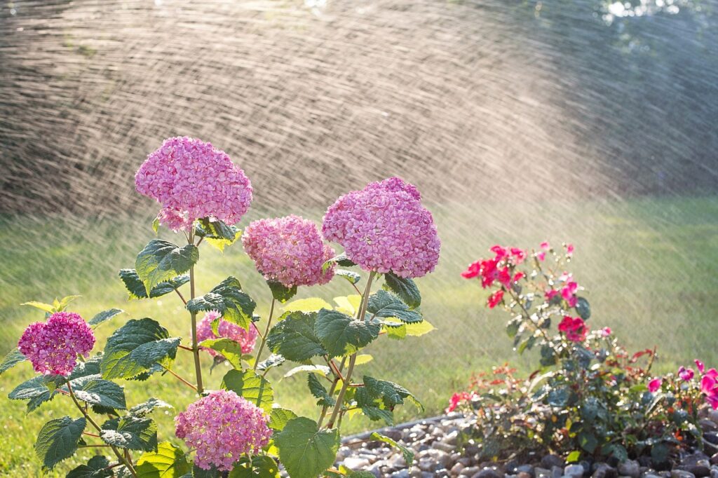 Hortensie wird im Garten übergossen