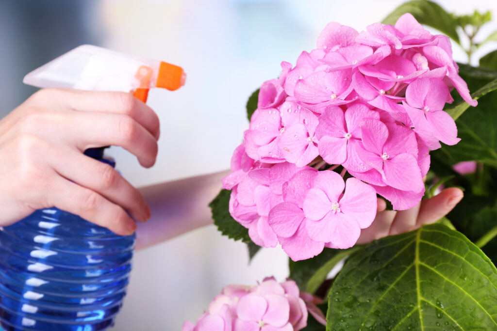 Hortensie wird mit Dünger besprüht