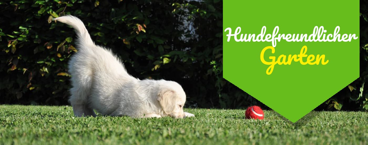 Hundefreundlicher Garten – so fühlt sich Dein Hund im Garten wohl