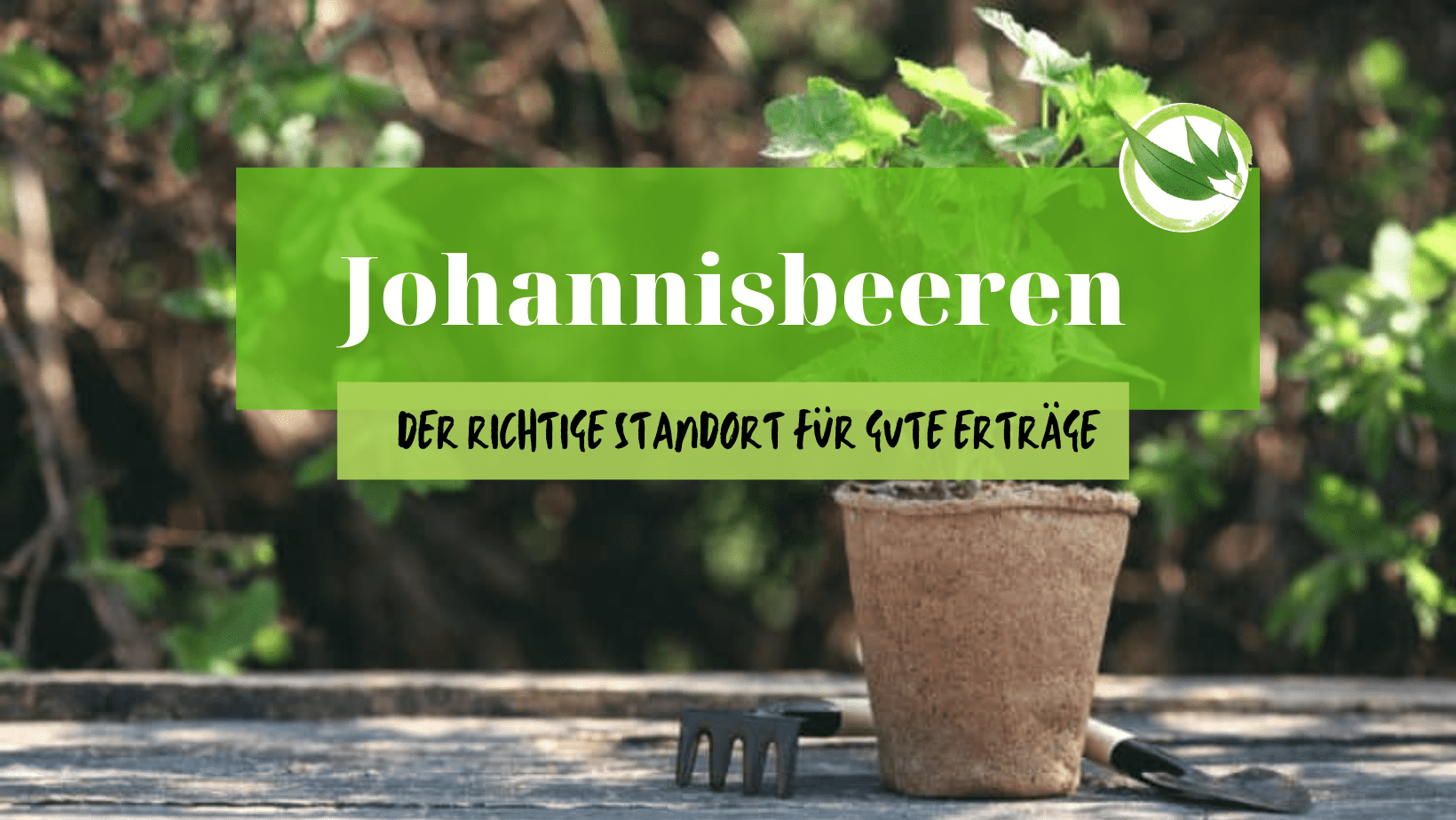 Johannisbeeren – der richtige Standort für gute Erträge