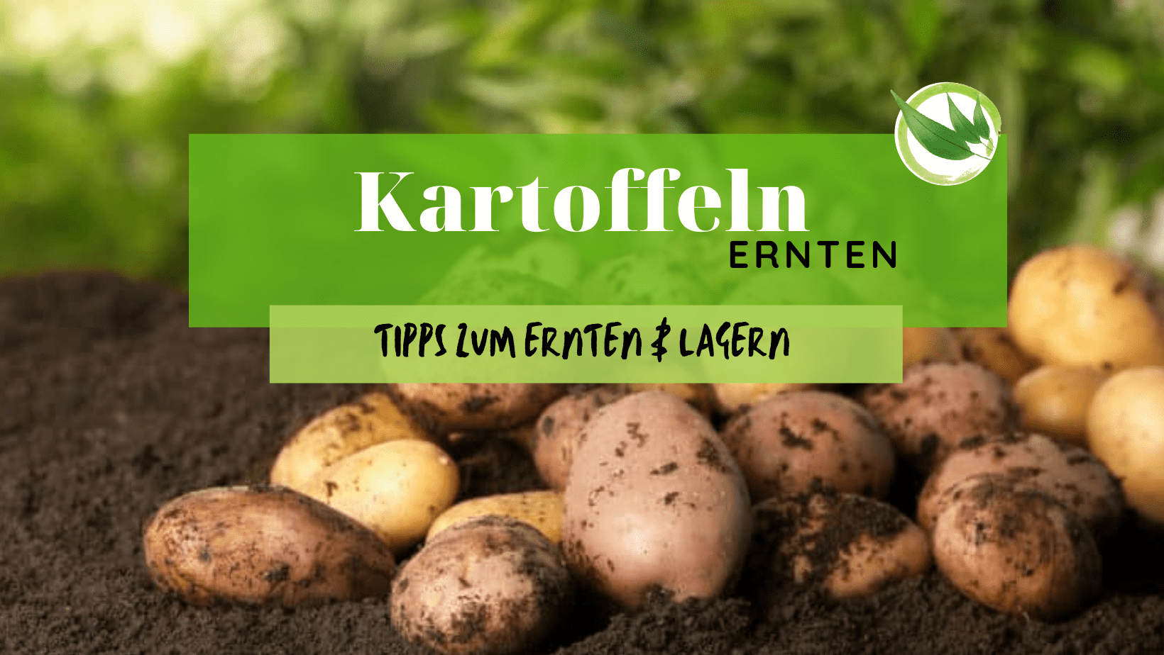 Kartoffeln ernten – die besten Tipps zum Ernten & Lagern
