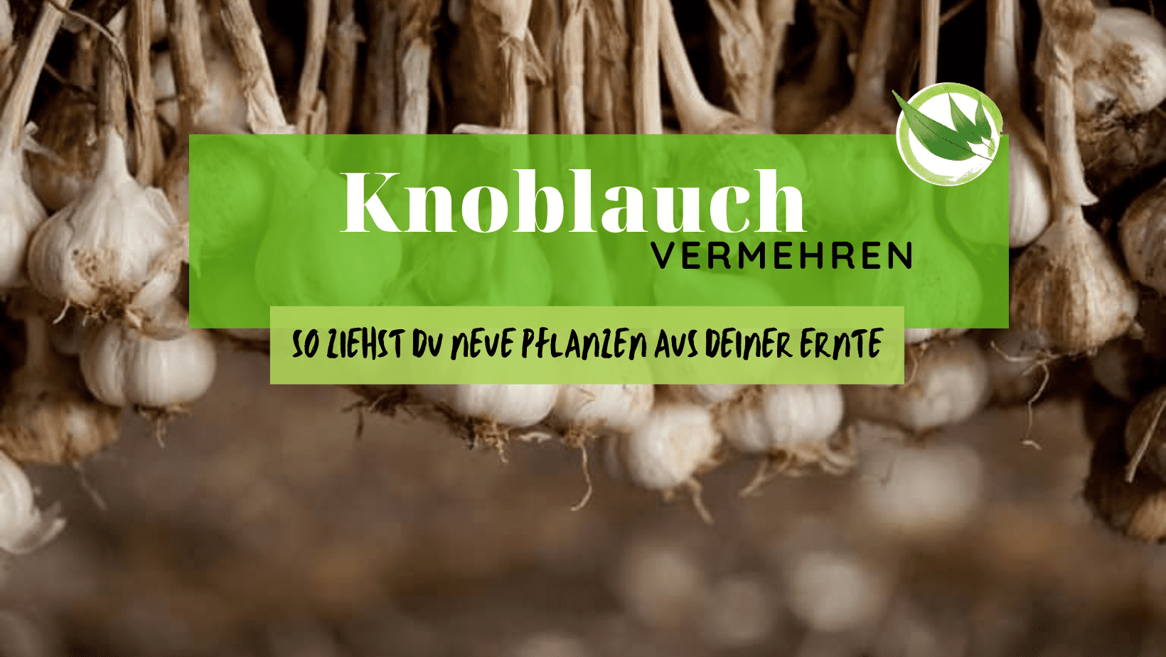 Knoblauch vermehren: So ziehst Du neue Pflanzen aus Deiner Ernte