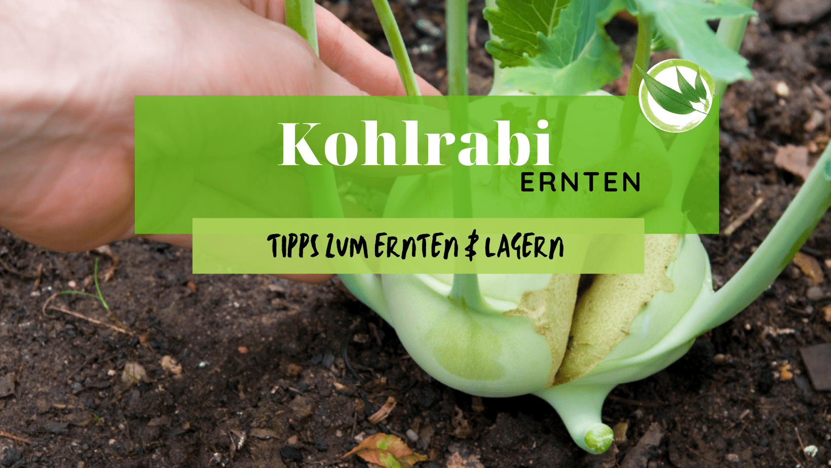 Kohlrabi ernten – die besten Tipps zum Ernten & Lagern