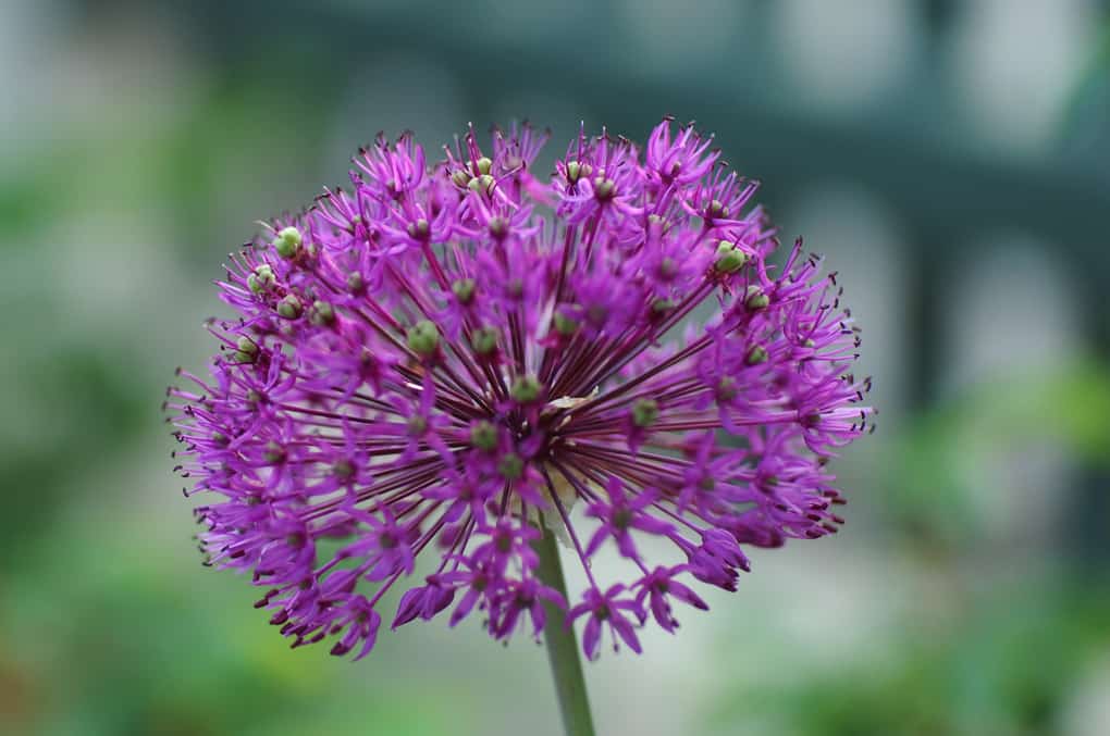 Violette Blütenkugeln des Zierlauchs im sonnigen Beet