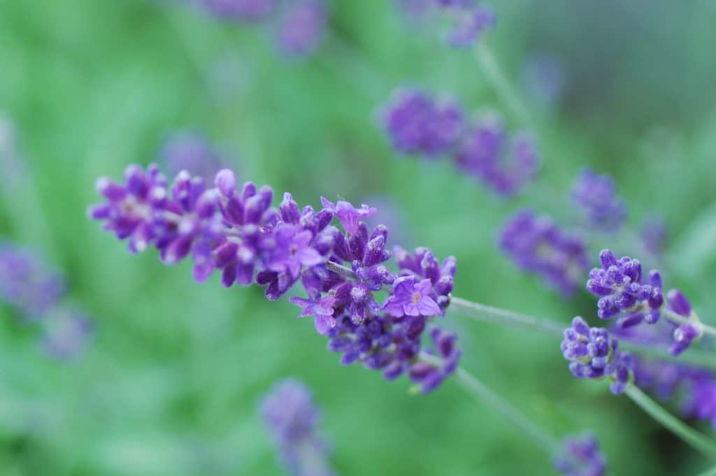 Violett blühende Lavendelähren in Nahaufnahme