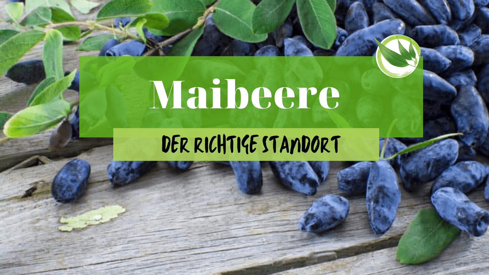 Maibeere – der richtige Standort