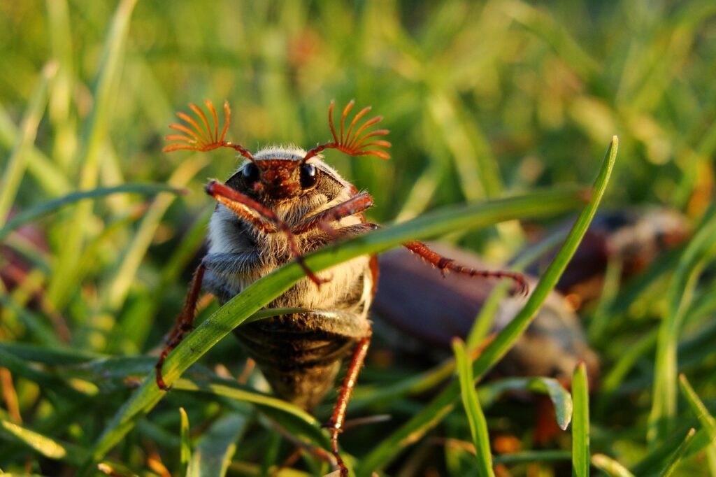 Maikäfer sitzt im grünen Gras