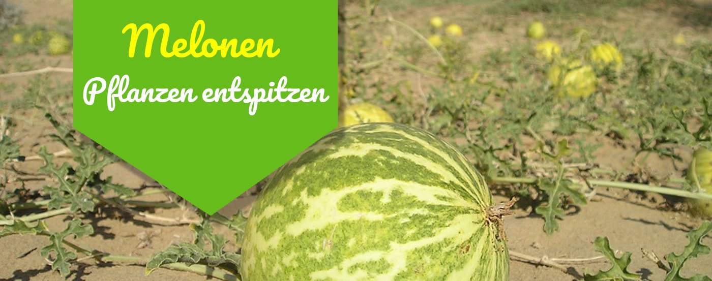 Melonen entspitzen: Was es ist und warum Du es dieses Jahr unbedingt ausprobieren solltest
