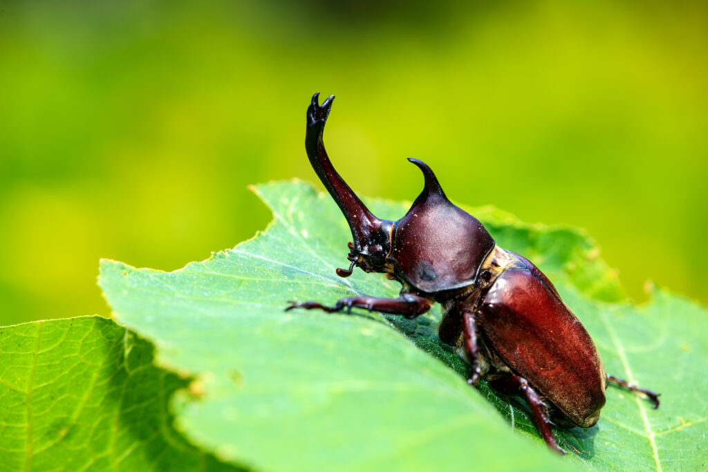 Nasshornkäfer sitzt auf einem grünen Blatt im Garten