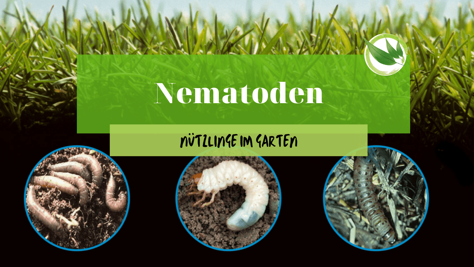 Nematoden – Nützlinge im Garten