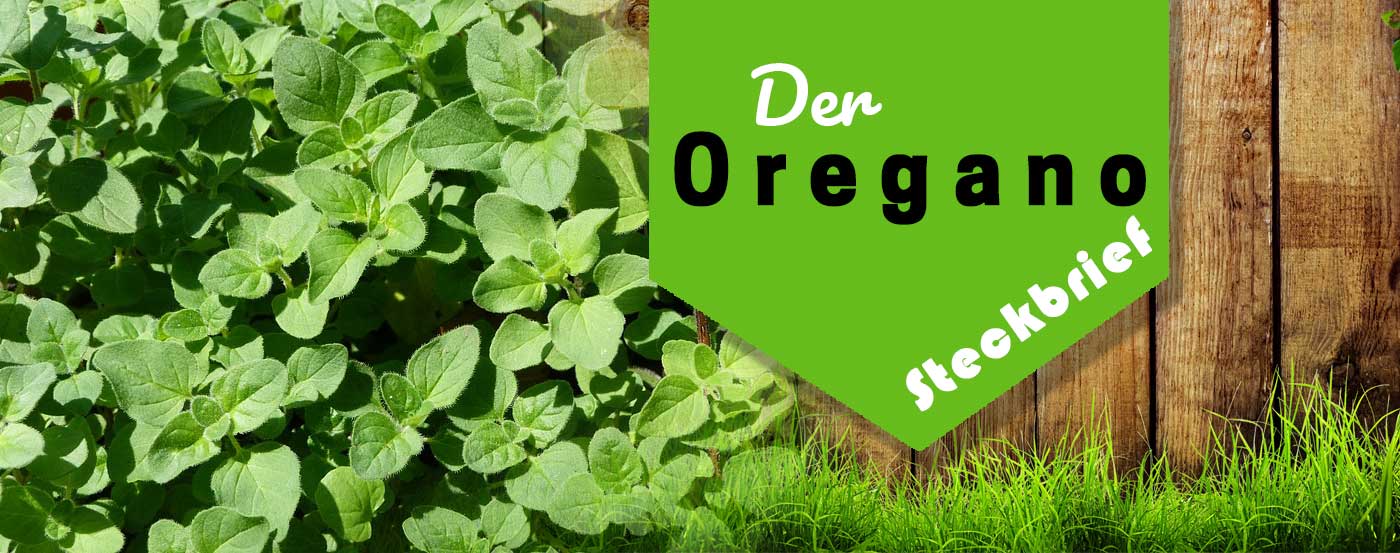 Oregano pflanzen, pflegen, düngen & ernten 2026
