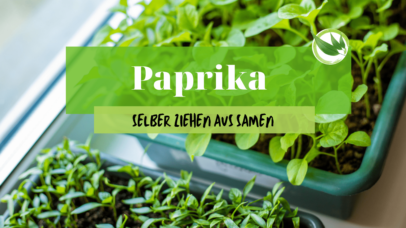 Paprika aussäen, pikieren & auspflanzen: So machst Du es richtig