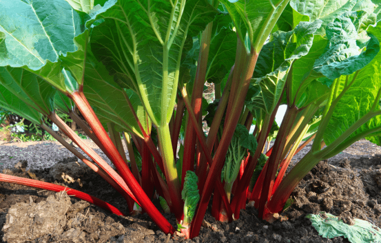 Großer Rhabarber Busch im Garten
