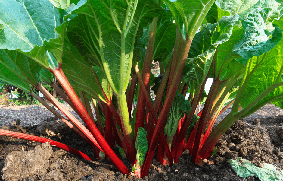 Großer Rhabarber Busch im Garten