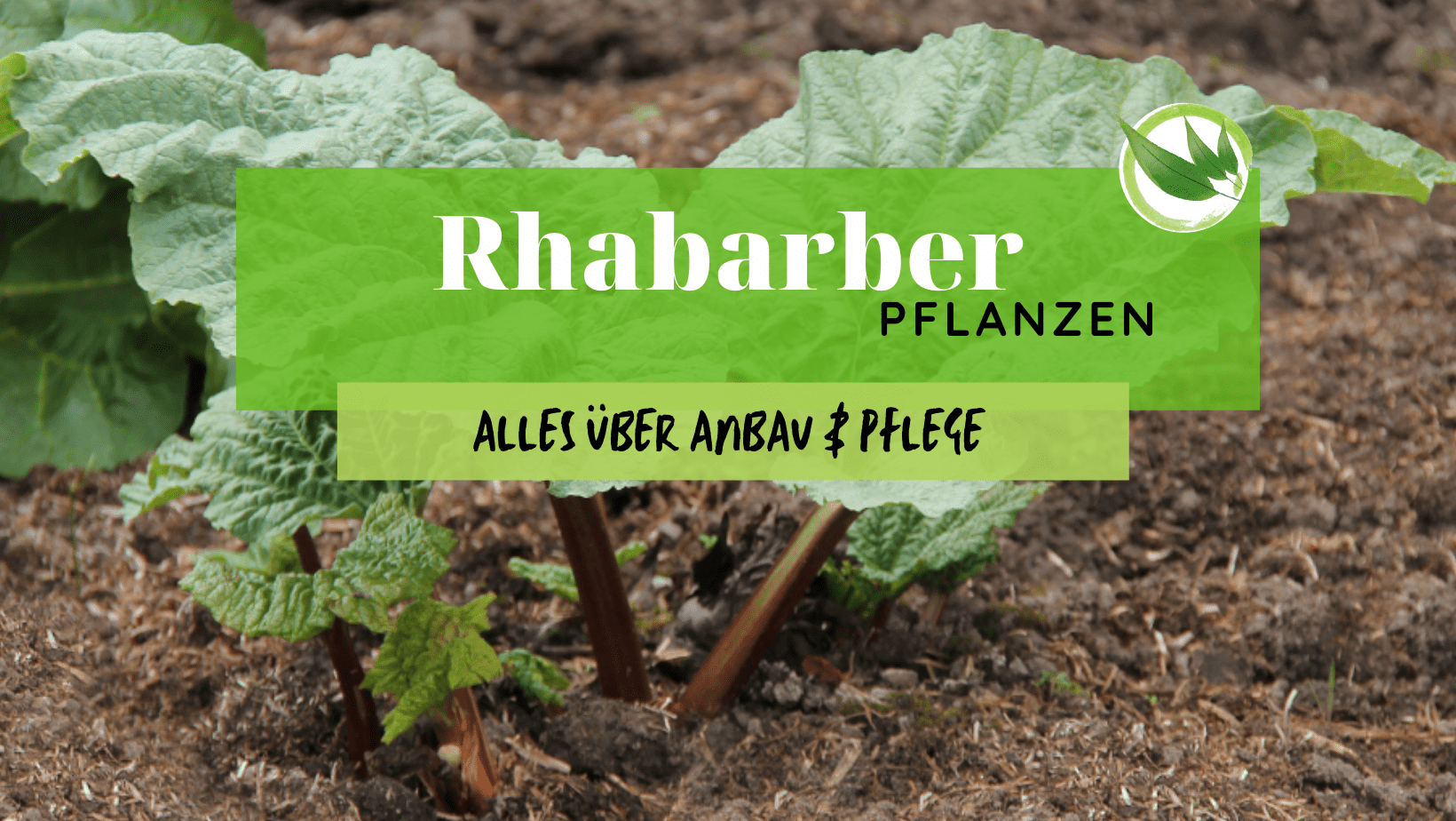 Rhabarber pflanzen – Alles über Anbau & Pflege