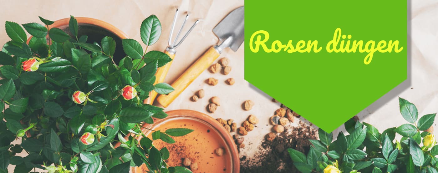 Rosen düngen – so sind Deine Rosen bestens versorgt