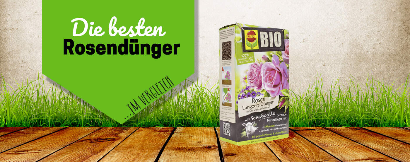 Rosendünger im Test & Vergleich – Nährstoffkick für eine schöne Blüte