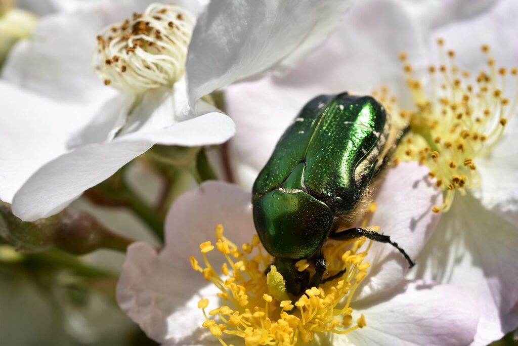 Rosenkäfer sitzt auf einer Blüte im Garten
