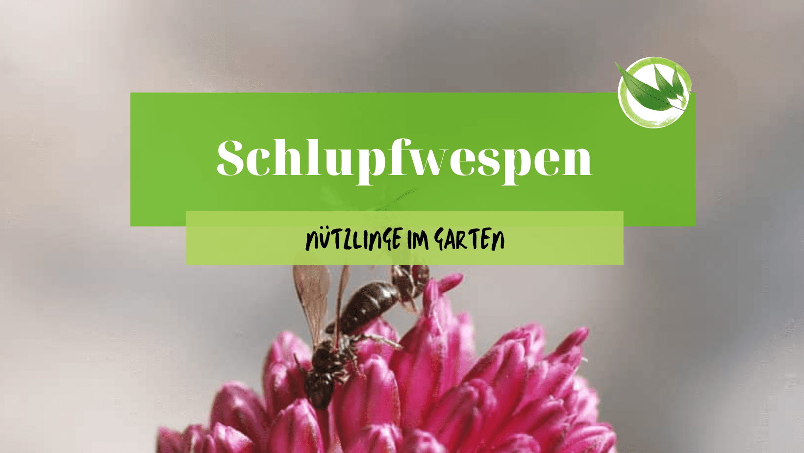 Schlupfwespen nutzen: So geht biologische Schädlingsbekämpfung