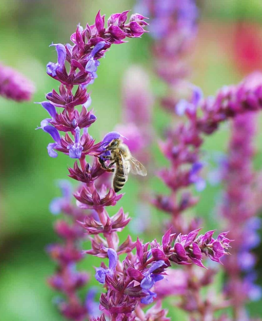 Biene an den blauvioletten Blütenähren eines Steppensalbeis