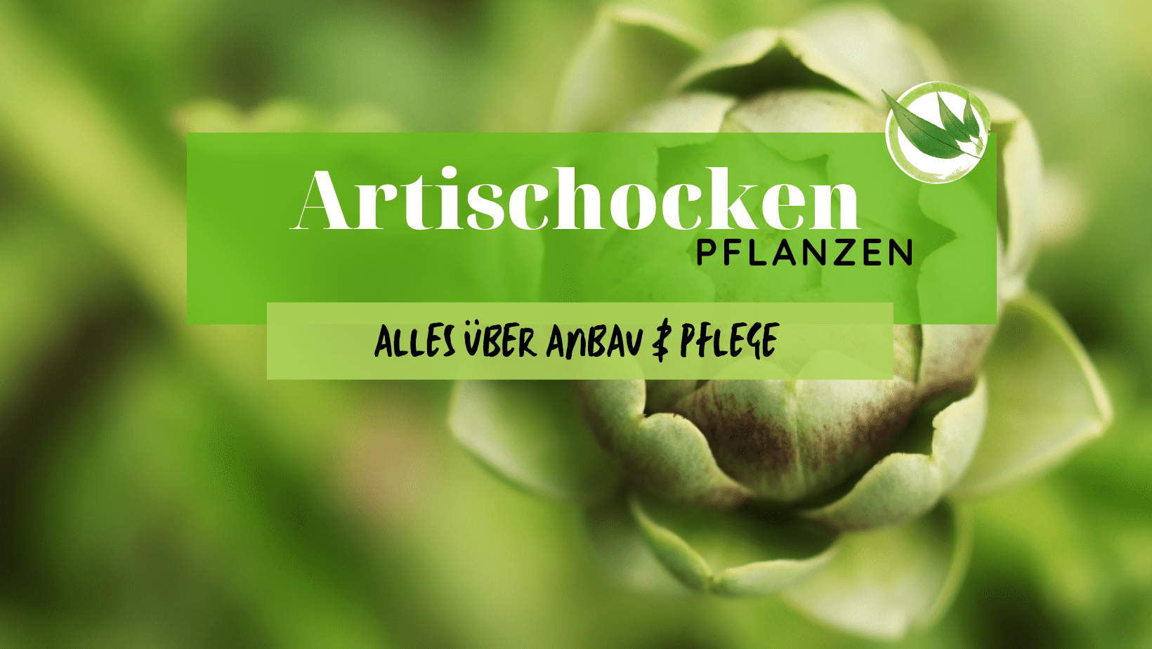 Artischocken pflanzen – Alles über Anbau & Pflege