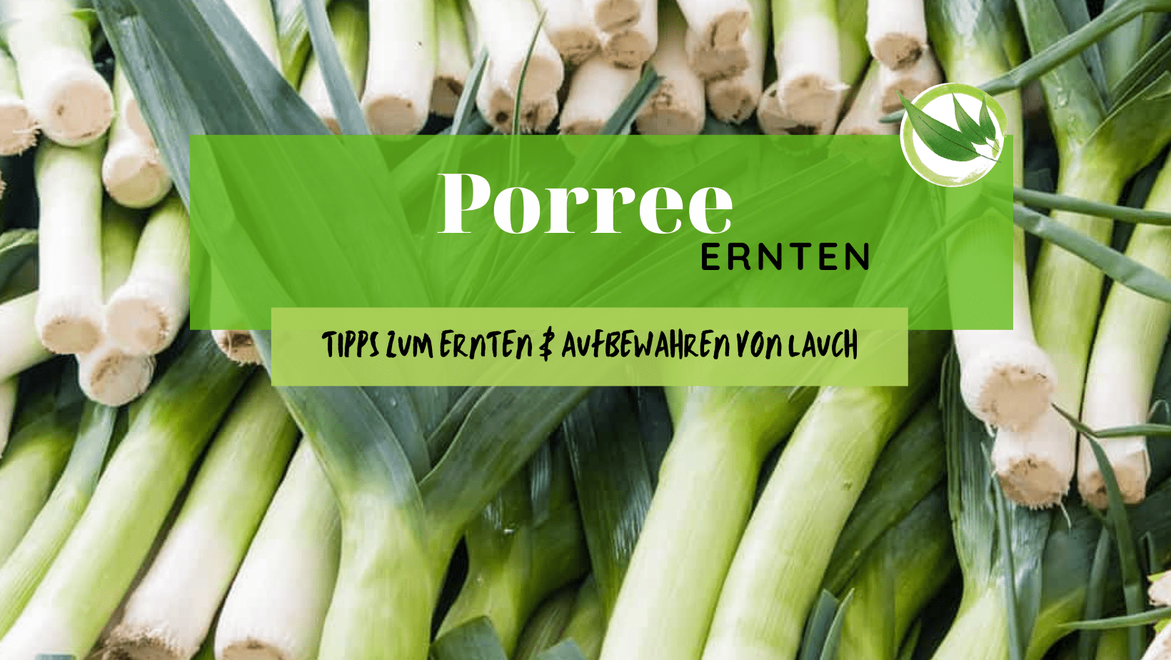 Porree ernten – die besten Tipps zum Ernten & Aufbewahren von Lauch