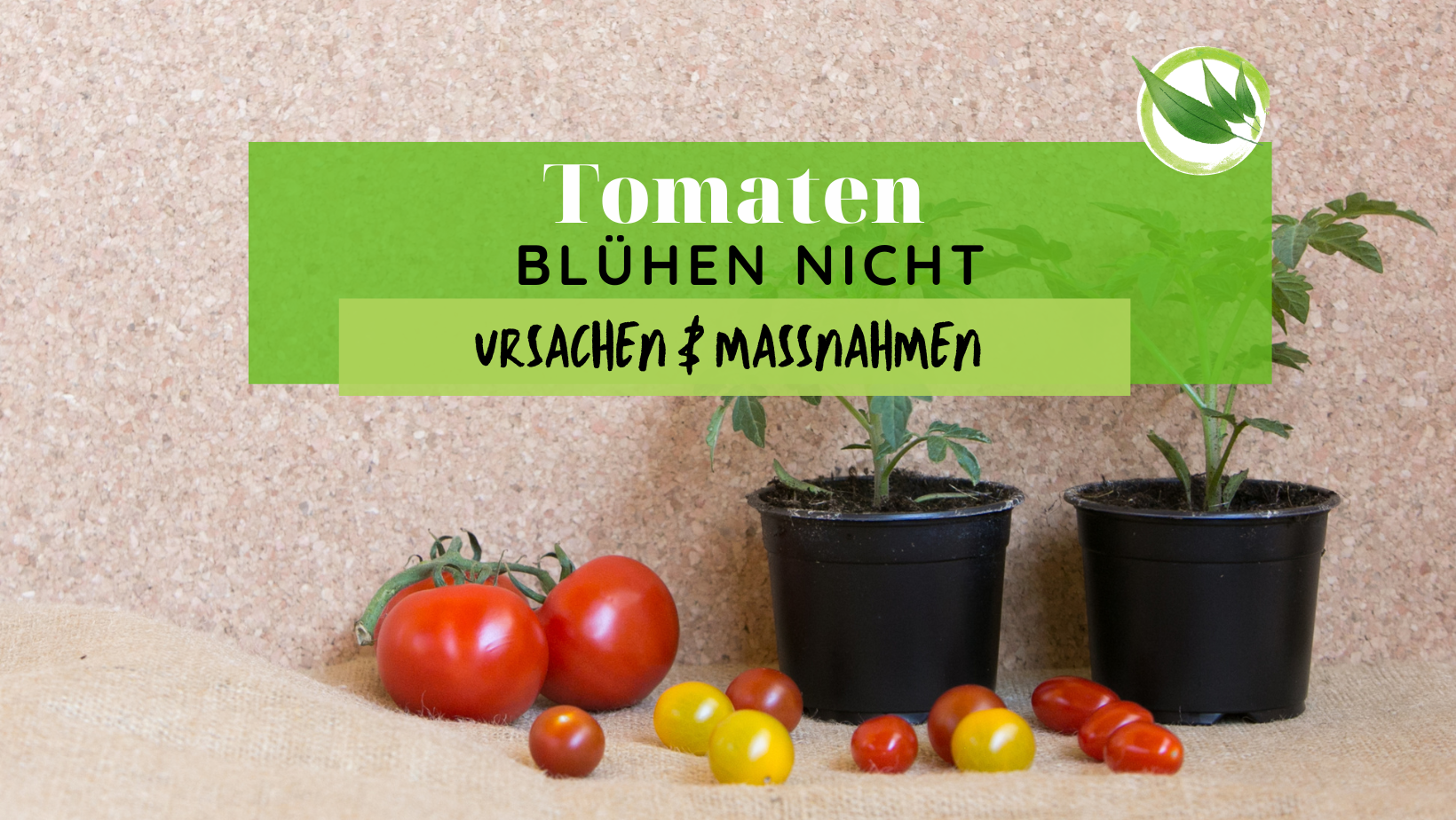 Tomaten blühen nicht - Ursachen & Maßnahmen